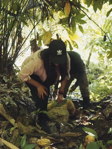 Most people never see where real cacao comes from… but everything begins with the cacao tree. We’re entering a new harvest with 195 cacao-growing families in Guatemala small farms, ancestral knowledge, and trees that have been cared for for generations. These aren’t industrial plantations. This is criollo cacao, grown slowly, respectfully, and hand-harvested with love for the land. Every bean passes through the hands of real families. Every step is traceable. Every harvest is a responsibility. W