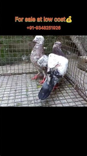 Pigeons for sale 🔥😱 #shorts #viral #trending #ramjipigeons