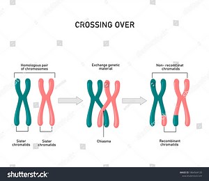Chromosomal Crossover Genetic Recombination During Meiosis Stock Vector (Royalty Free) 1864564120 | Shutterstock