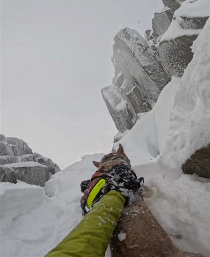 Training Your Mountain Dog for Maximum Performance