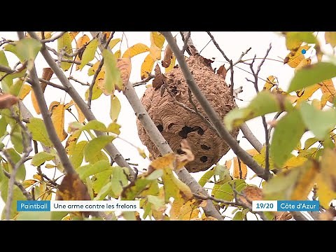 Dans le Var, le paintball pour lutter contre les frelons asiatiques