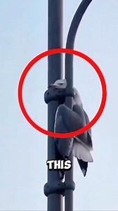 This brave man climbs a slippery lamppost to save a helpless seagull ❤️ #rescue #seagull | Wonderful Animals