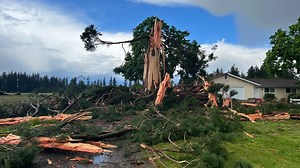 Huge tree explodes after hit by lightning near Canby, Oregon