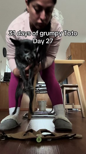 Adorable Grumpy Chihuahua Toto - 31 Days of Grumpy Toto - Day 27