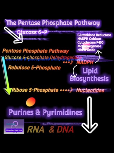 In the Pentose Phosphate Pathway, Glucose 6-phosphate dehydrogenase produces two important molecules NADPH and Rebulose 5-phosphate. NADPH is a required coenzyme by several biological reactions, whereas rebulose 5-phosphate produces ribose 5-phosphate required for nucleotide biosynthesis. #Hexosemonophsphate #pathway #biochemistry #MetabolismMadeEasy
