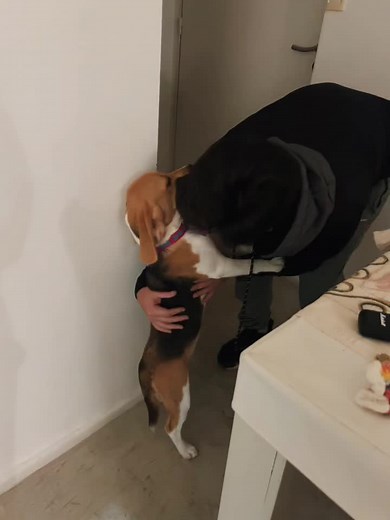 Modo vistima con el padre perruno #dogsoftiktok #beaglepuppy #beaglesoftiktok #foryou #dog