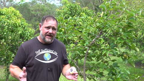 Use This Vaseline Trick to Stop Aphid & Scale Pests Organically