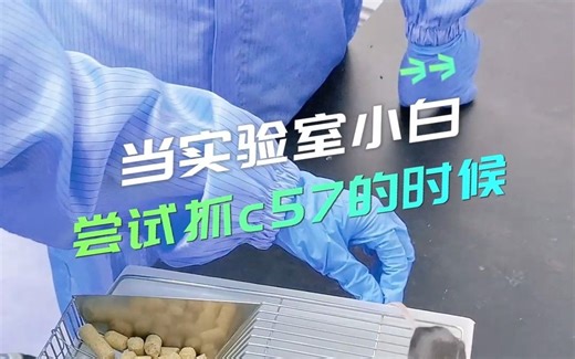 当实验室小白尝试抓c57的时候