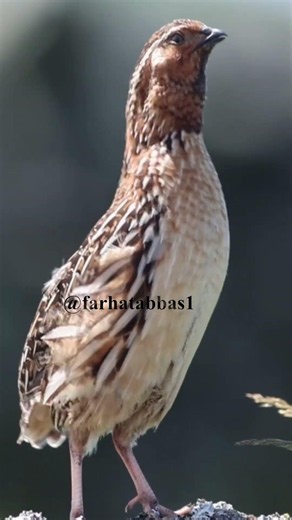 Sound Of A Pure Wild Common Quail #youtubeshorts | HD Video #quailsound #quailbird #batairkiawaz