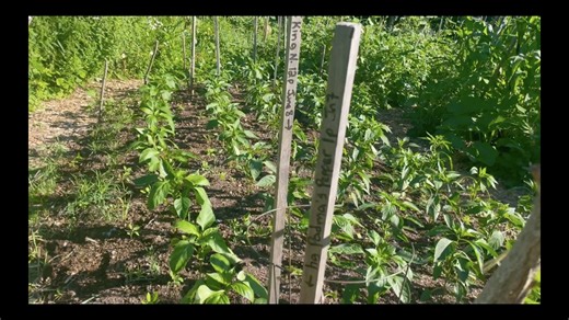 Biodiverse companion planting design for a lush vibrant garden