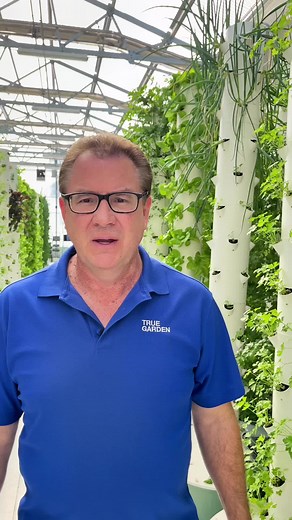 At our Commercial tower farm in Mesa AZ we can grow 52 of these beautiful Bib lettuce on one tower! Check out those gorgeous roots growing on this aeroponic system! Message us to get your seedlings, tower or to start learning more about starting your own commercial farm! #towergarden #lettuce #growyourownfood #homesteading