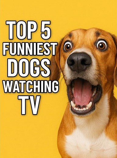 Top 5 Funniest Dogs Watching TV 😂 | Hilarious Dog Reactions Caught on Camera #FunnyDogs #DogShorts