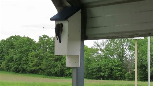 DIY Birdhouse Kit, Unique STEM Gift, Kids Birdhouse Craft, Screw Together and Build Your Own Birdhouse, Montessori Poly Bluebird House Kit - Etsy