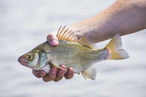 Freshwater Drum