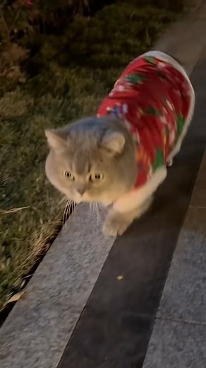 shake shake shake | Cat Super LAG