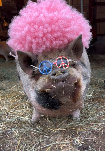 Some might say Winston is the most beautiful boy! #pig #winston #winstonthepig #minipig #beautifulboy