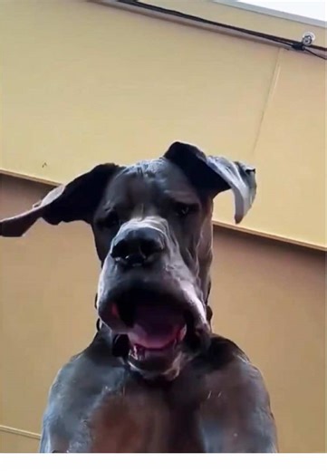 Hilarious Moments with Great Danes: A Comedy Compilation
