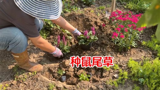 鼠尾草的种植简单，野草级的生命力，可以种
