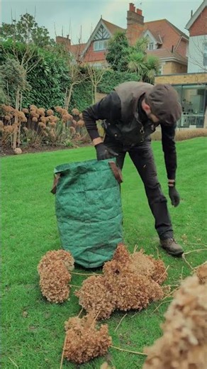 Deadheading Hydrangeas - A Simple Garden Care Task for Stronger Blooms #gardening #gardencare