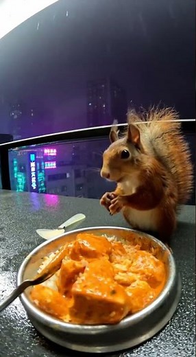 Squirrel & Butter Chicken