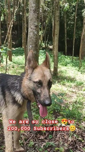 Cute Black 🖤 and Silver African German Shepherd 🐶 #shorts #reels