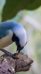 168K views · 1.3K reactions | Blue Jay Bird eating a fruit Wincent BMh6g #bird #nature #wildlife | HAWI Studios | Facebook