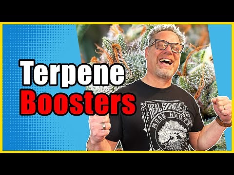 Do THIS to Grow Terpene Rich Cannabis with More Flavor and Potency