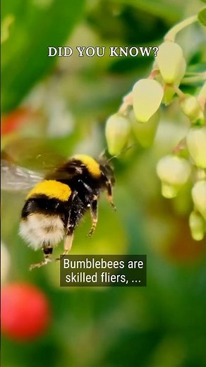🐝🌪️ Bumblebee Flight Mastery! #didyouknow