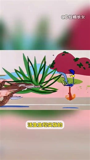 飞行是爷的天赋，但快跑是爷的绝活 #走鹃 #bb鸟与歪心狼 #动物科普 #内容启发搜索