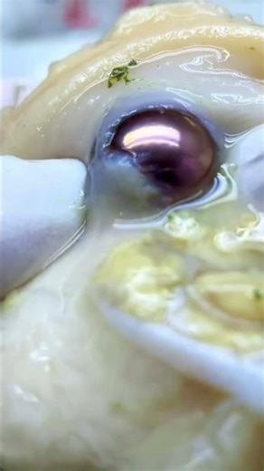 how to remove pearls from shells by squeezing them#youtubeshorts #trending