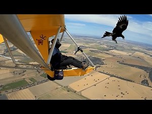 More Wedge Tailed Eagle Encounters