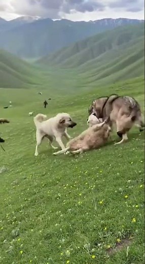 Wolf Attacks Sheep | Shocking Moment in the Wild