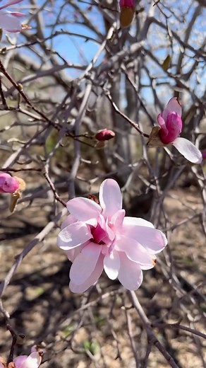 6.5K views · 325 reactions | Early tulip, daffodil, and magnolia blossoms have arrived! It’s time to plan your visit(s) to the Arboretum for that boost of spring! | Minnesota Landscape Arboretum | Facebook