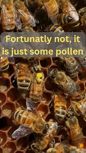 Is this an alien on this bee's head