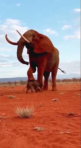 Predator Deters: Elephant's Stomp Saves Baby