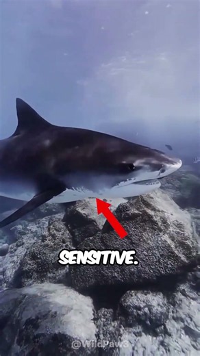 Never make these four mistakes with these animals #facts #animals #wildlife