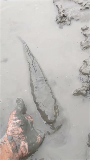 WOW! It's Big Snake Head Fish Catching