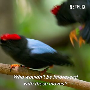 84K views · 779 reactions | Forget Patrick Swayze; birds are the true kings of dirty dancing! Find out all about feathered flirting when Dancing With The Birds, narrated by Stephen Fry, arrives on October 23 | Netflix | Facebook