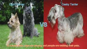Exploring Cairn Terriers and Cesky Terriers: A Breed Comparison