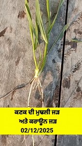 Seminal Roots ਪ੍ਰਾਇਮਰੀ ਜੜ ਜਾਂ ਕੱਚੀ ਜੜ ਜੋਂ ਕੇਵਲ 2-3 ਹਫਤੇ ਦੇ ਕੰਮ ਲਈ ਹੁੰਦੀ ਹੈ #wheat #kheti #roots #kank #cri #agriculture #gehu | Mera Punjab Mera Kisan