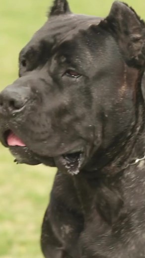 150K views · 1.9K reactions | PRESA CANARIO VS. CANE CORSO IN A BATTLE OF THE ULTIMATE CATCH DOGS #dogumentary #dogumentarytv #presacanario #canecorso #reels #viral | Dogumentary TV | Facebook