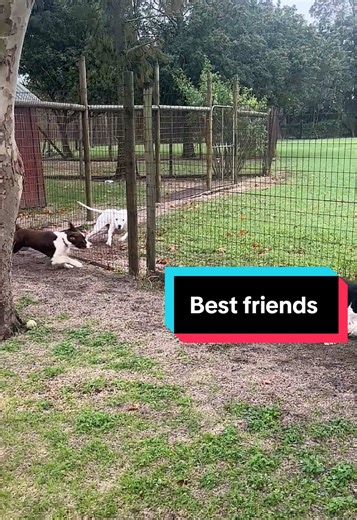 Jayde the Springer Spaniel on TikTok