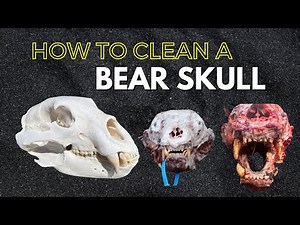 HOW TO CLEAN A BEAR SKULL