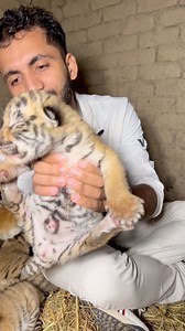 1.1M views · 26K reactions | Hungry tiger cub feeding mother milk  | Paradise of lions | Facebook