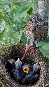 177K views · 691 reactions | EP02. Scaly thrush Bird | Review Birds News | Facebook