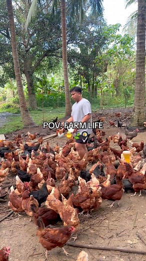 POV: Farm Life #fypviralシ #followersreels #freerangechickenfarming #farmlife #farming #entrepreneurlife #dailymotivation #dominantCZ | Be careful Your content Has-Been identified Unoriginal