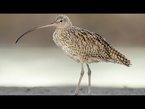 10 Wild Animals in Fiji