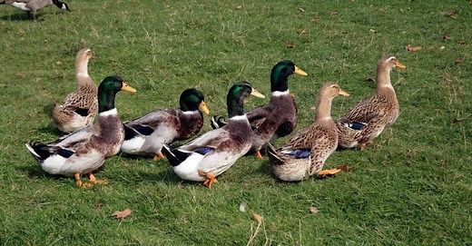 Rouen Duck vs Mallard: What are the Differences?