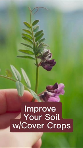 Nourish your soil with a nitrogen fixing cover crop. Combine a nitrogen fixer with plants that build organic matter and chop them Into the soil in the spring.. See the nitrogen nodules in the video. Improve your garden soil #covercrops #organicgarden | Kimberly Brown