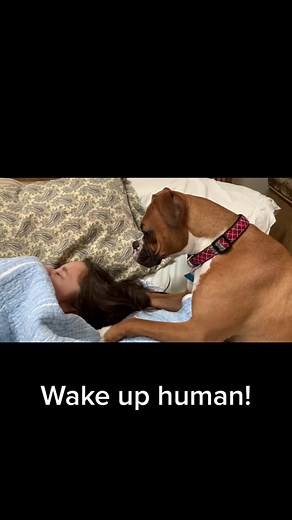 How to wake up your human! #boxersoftiktok #dogs #boxerdogsoftiktok #closeyourrings #fyp #foryoupage #boxerpuppy #puppylove